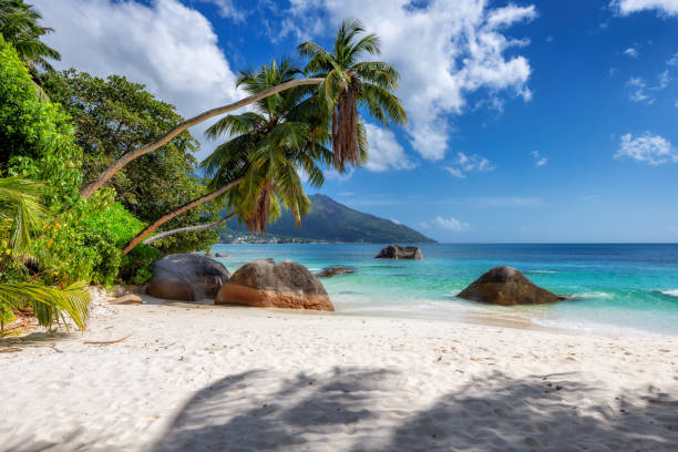 istock Paradise Sunny beach with coco palms and tropical sea. 1343086947