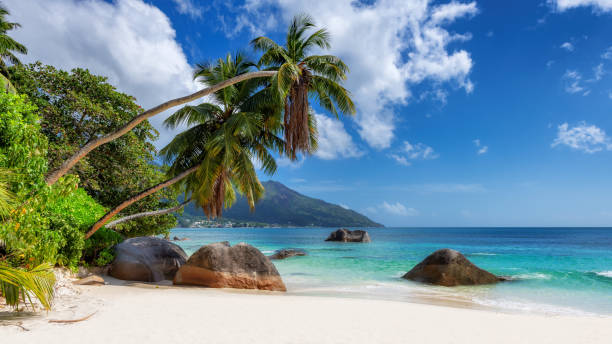istock Paradise Sunny beach with coco palms and tropical sea. 1343087017