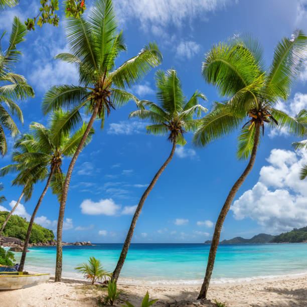 istock Beautiful Coco palms on tropical white sand beach 1343087625