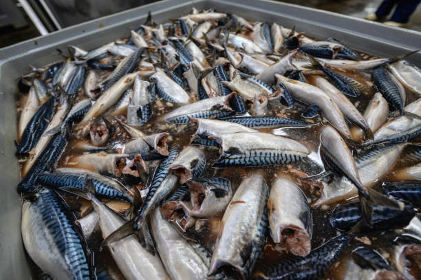 istock Headless and gutted mackerel. Sea fish. Raw fish prepared for processing 1343087980