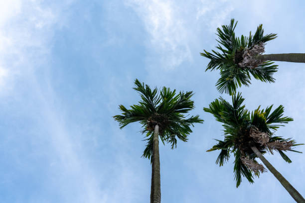 istock Low angle shot of palm trees against a blue sky background 1343088760