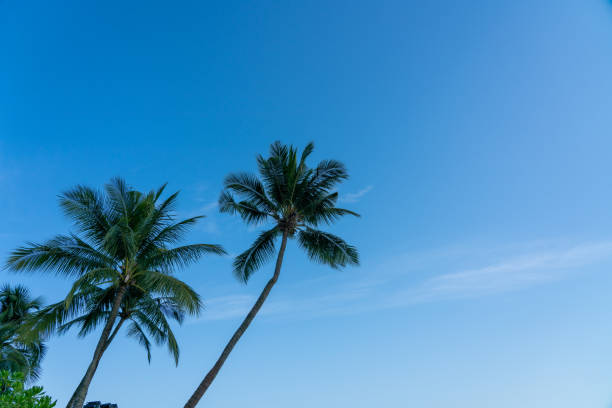 Close up tall palm trees over blue sky with shining sun in Florida