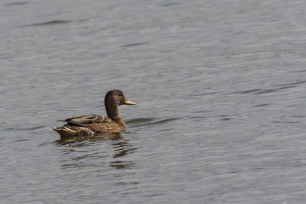 istock A female duck swimming in water with sunlight in backlit 1343089608
