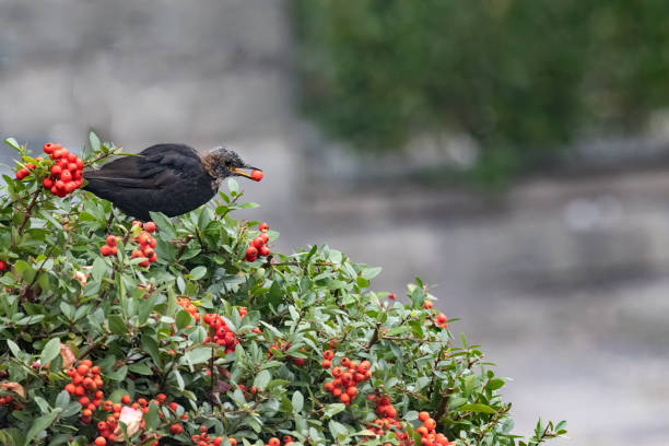 stary kos (turdus merula) siedzący na krzaku ognistego roga (pyracantha) z czerwoną jagodą w dziobie - common blackbird zdjęcia i obrazy z banku zdjęć