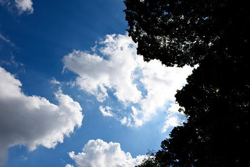 Looking up at a natural border of treetops with copy space.