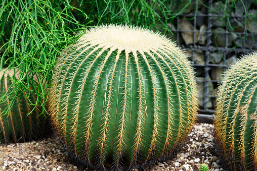 Close-up of golden barrel cactus texture.