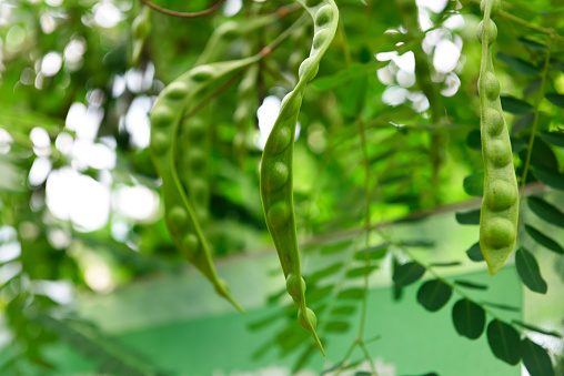 Peas in a pod hanging on a vine in nature with shallow depth of field.