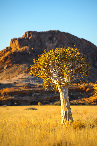 A mature quiver tree in a grassy landscape against distant mountains in the arid Northern Cape, South Africa, on the border with Namibia.