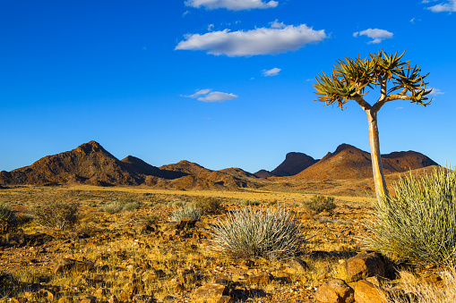 A lone quiver tree in the desert landscape of the arid Northern Cape, South Africa, on the border with Namibia