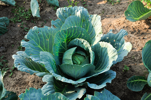 Cabbage (Brassica oleracea) - A biennial plant, crop; species of the genus Cabbage (lat. of Brassica), cabbage family (cruciferous).
