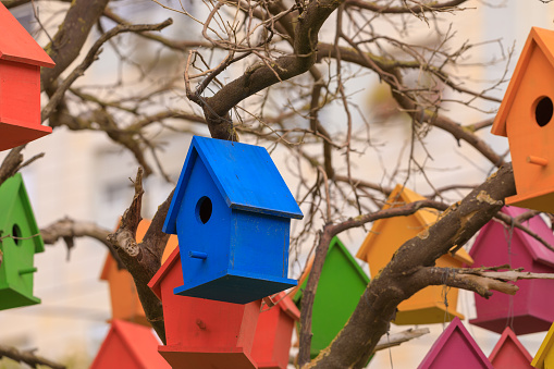 Blue decorative birdhouse on a dry tree at city
