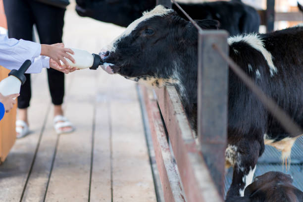 istock little cow feeding from milk bottle in farm 1343089955