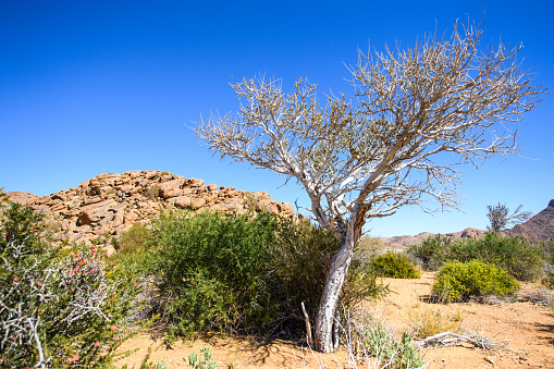 Frankincense trees in Dhofar mountains in Oman