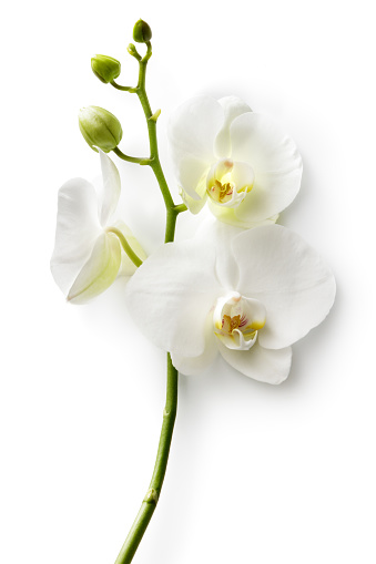 Side view of a group of beautiful white and pink Moth orchids growing on a tree at the pondside of a public flower garden, Chiang Mai, Thailand, Phalaenopsis Hybrids