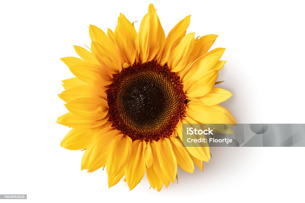 Flowers: Sunflower Isolated on White Background Sunflower Stock Photo