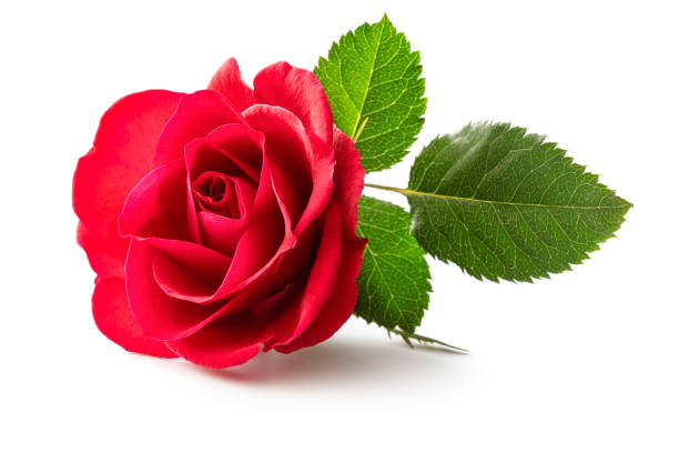 blüten: rote rose isoliert auf weißem hintergrund - rose stock-fotos und bilder