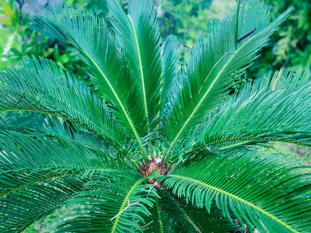 istock Greenery background of nature plant and leaf 1343094371