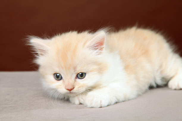 A small fluffy kitten of red color. The kitten lies on a brown background.