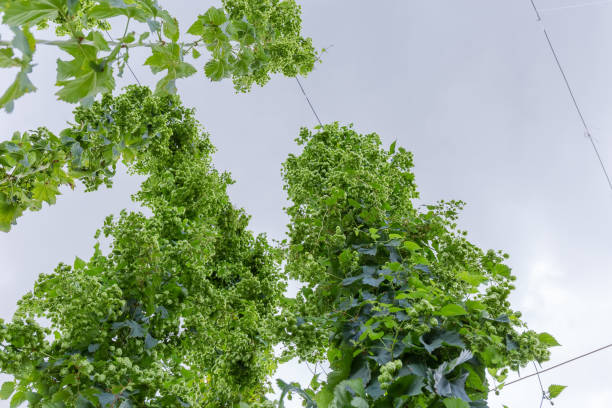 stems of hop with cones in a hop yard against sky - usa hop wire stem imagens e fotografias de stock