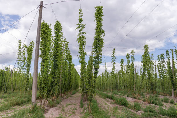 rows of hops with cones in a hop yard - usa hop wire stem imagens e fotografias de stock