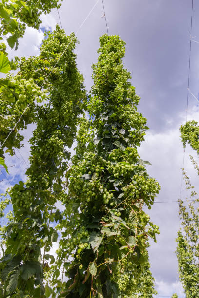 stems of hop with cones in a hop yard against sky - usa hop wire stem imagens e fotografias de stock
