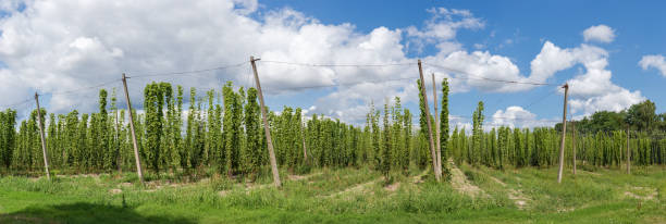 panorama of hop yard on background of sky with clouds - usa hop wire stem imagens e fotografias de stock