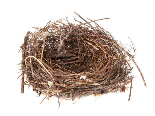 istock Bird wooden nest isolated on the white background 1343096213