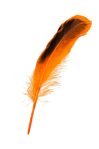 istock Decorative orange feather isolated on the white background 1343096371