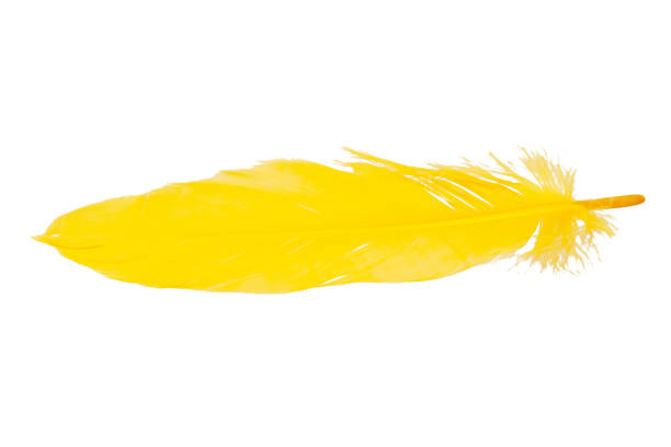 istock Elegant yellow feather isolated on the white background 1343096429