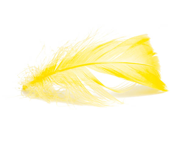 istock Yellow fluffy elegance feather isolated on the white background 1343097253