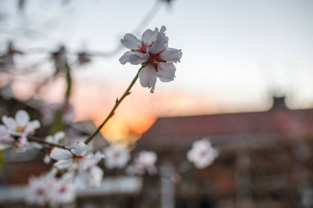 white flowers from a blossom tree in spring with orange clouds in the background during sunset