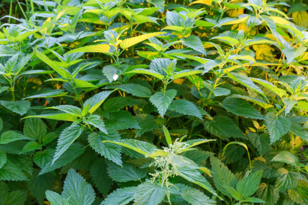 istock Bush of stinging nettle in the morning sunlight 1343097419