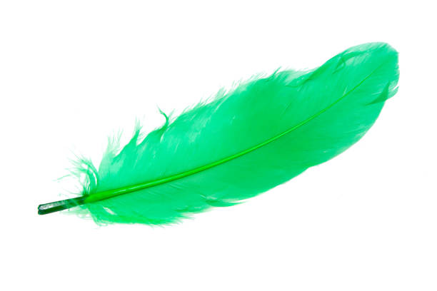 istock Elegant green feather isolated on the white background 1343097566