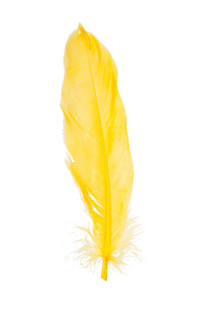 istock Elegant yellow feather isolated on the white background 1343097573