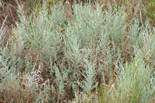 California sagebrush close-up landscape view of it