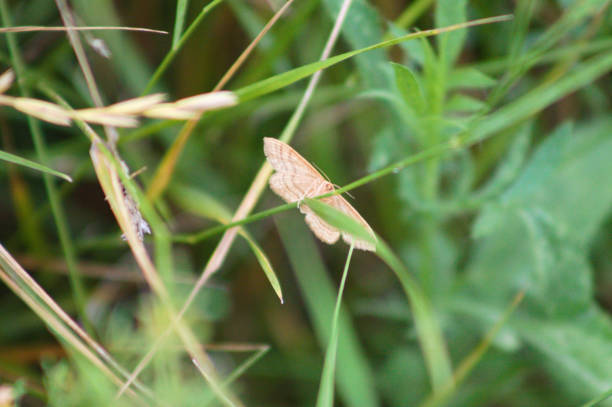 Cream butterfly on grass close-up view with selective focus on foreground