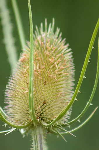 Wild teasel green seeds close-up view with selective focus on foreground