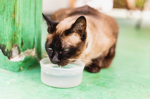 Siamese cat drinking water from small plate, close up