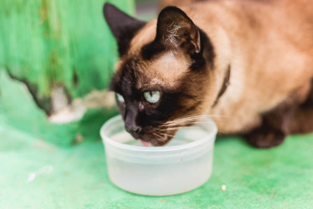 Siamese cat drinking water from small plate, close up
