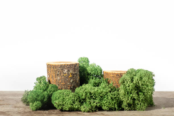 istock Two wooden podiums or display stands with green moss on a white background and a concrete table. Still life for products presentation 1343101251