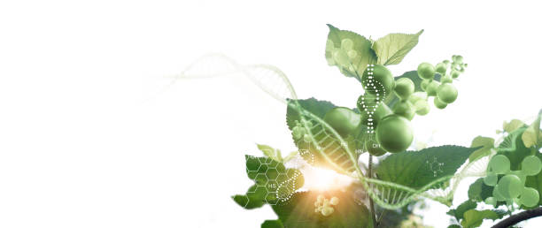 Plant and environment research, DNA, Gene therapy, Biology laboratory nature and science, Plants with biochemistry structure on white background. Plant and environment research, DNA, Gene therapy, Biology laboratory nature and science, Plants with biochemistry structure on white background. biochemistry stock pictures, royalty-free photos & images
