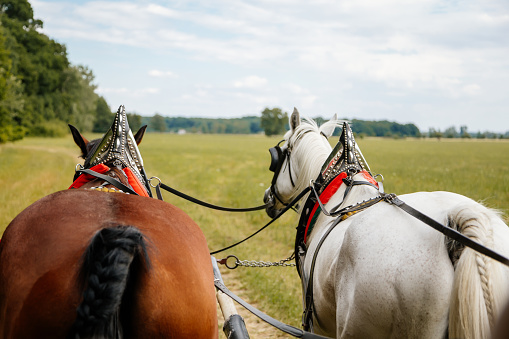 Januv hrad, South Moravia, Czech Republic, 04 July 2021: matched pair of draft brown and white horses pulling wagon, view from the coachman's side at summer sunny day, braided tail, green field.