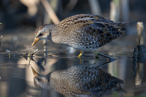Spotted crake Porzana porzana feeding in wetland swamp bird reflection in water.