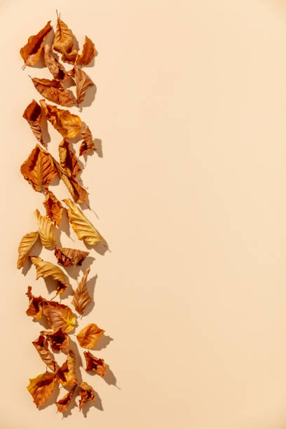 istock Dry autumn leaves flat lay, space for text or logo 1343103901