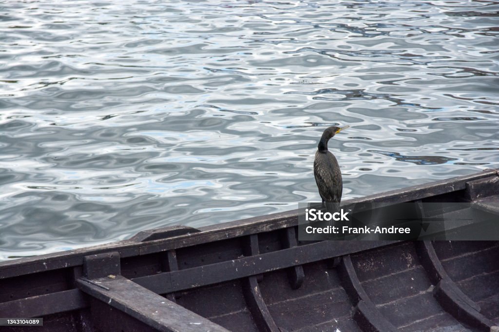 Cormorant sitting on old wooden boat in the harbor of Gager on the Baltic Sea coast island of Rügen The cormorant was Bird of the Year 2010 in Germany and Austria. The species' range covers large parts of Europe. The bird's diet consists almost exclusively of fish. Animal Stock Photo