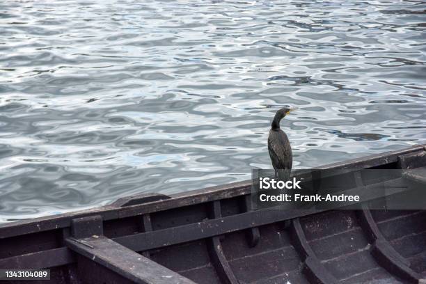 Cormorant Sitting On Old Wooden Boat In The Harbor Of Gager On The Baltic Sea Coast Island Of Rügen Stock Photo - Download Image Now