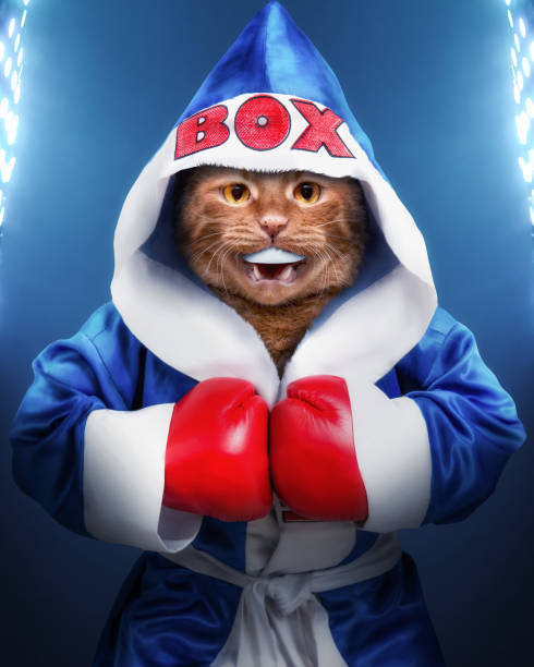 ginger cat boxer in the ring.isolated on white. - 3675 imagens e fotografias de stock