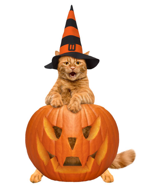 istock Halloween. A cat in a wizard costume celebrates Halloween. 1343105302