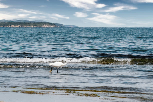 istock Little egret bird walking by the sea 1343105915