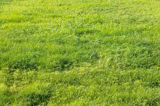 Green grass covering the ground